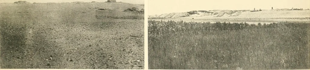 An illustration from Tombs of the third Egyptian dynasty at Reqâqnah and Bêt Khallâf, 1904, leaf 22