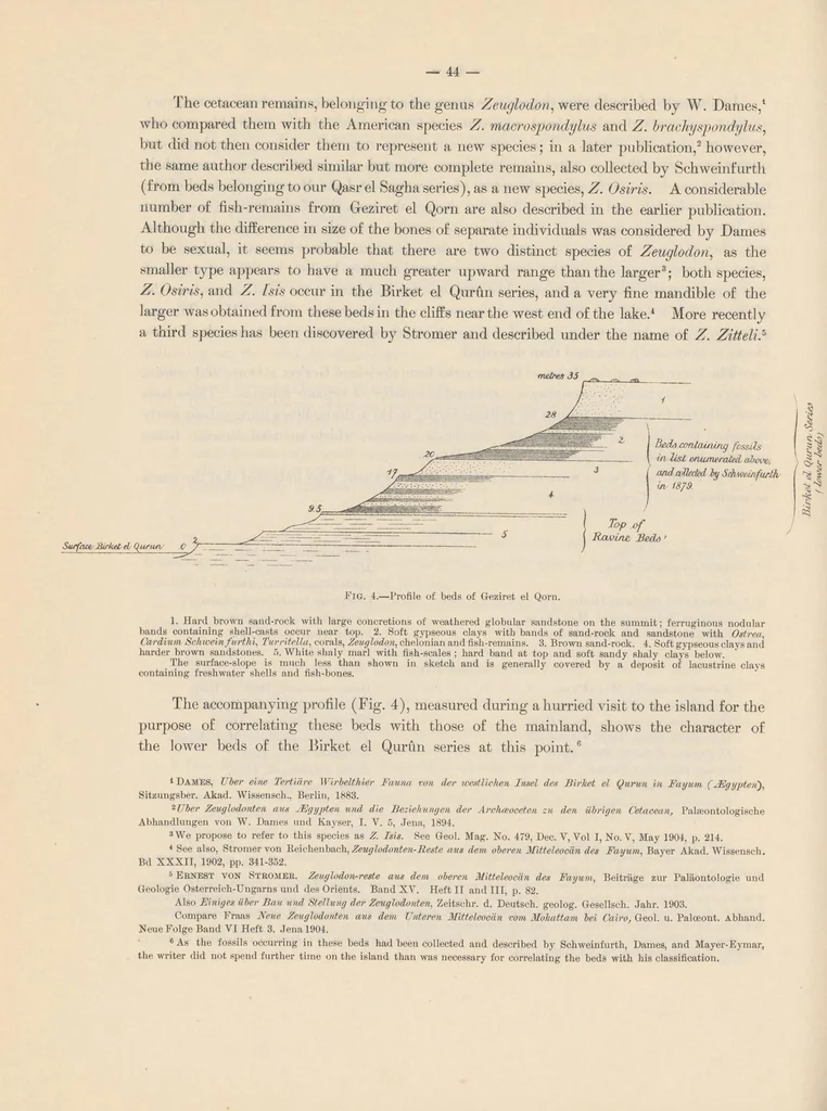 An illustration from The topography and geology of the Fayum province of Egypt, 1905, leaf 60
