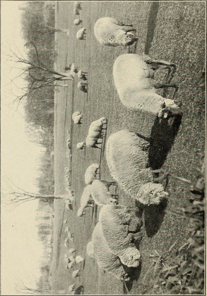 An illustration from Tops, a new American industry; a study in the development of the American worsted manufacture. The Arlington mills, 1898, leaf 7