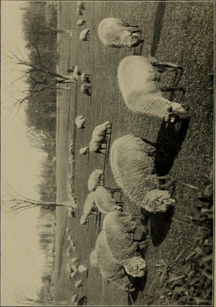 An illustration from Tops, a new American industry; a study in the development of the American worsted manufacture. The Arlington mills, 1898, leaf 7