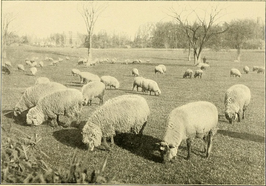 An illustration from Tops, a new American industry; a study in the development of the American worsted manufacture. The Arlington Mills .., 1898, leaf 9