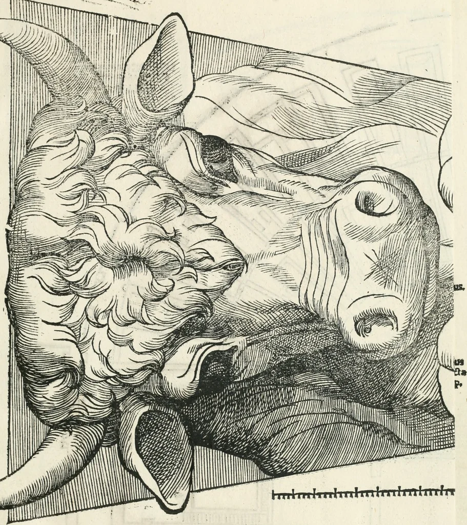 An illustration from Torelli Saraynae Veronensis leg. doct. De origine et amplitudine ciuitatis Veronæ : eiusdem de viris illustribus antiquis veronensibus, de his, qui potiti fuerunt dominio ciuitatis Veronæ, de monumentis antiquis vrbis, & agri veronensis, de interpretatione litterarum antiquarum : index præterea huius operis in calce additus est, 1540, leaf 22