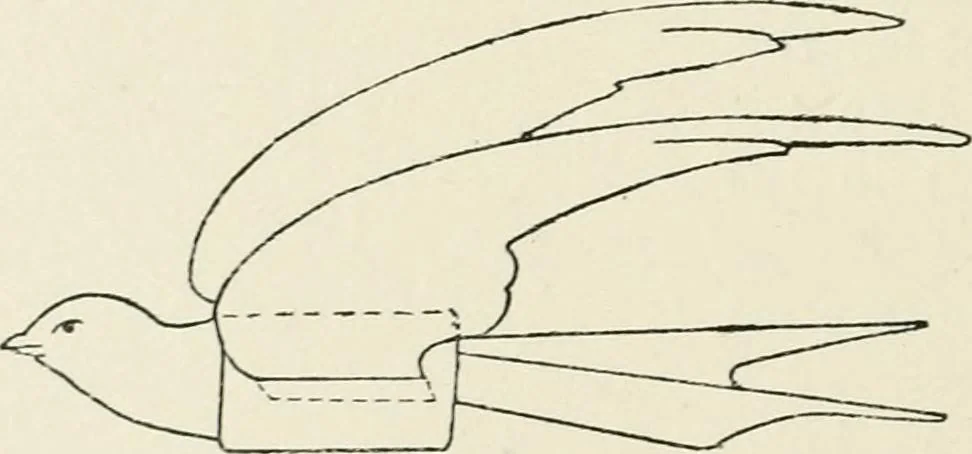 An illustration from Toy-making in school and home, 1916, leaf 133
