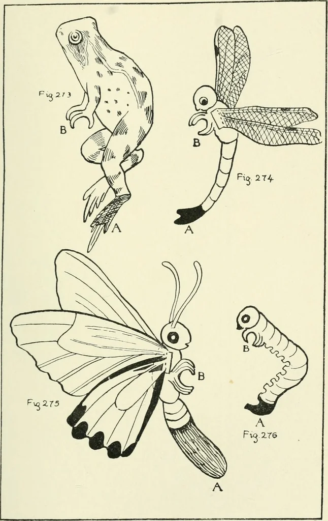 An illustration from Toy-making in school and home, 1916, leaf 162