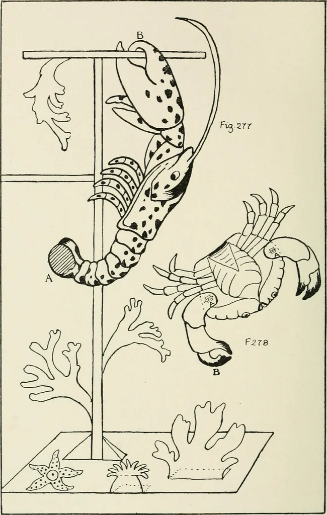 An illustration from Toy-making in school and home, 1916, leaf 163