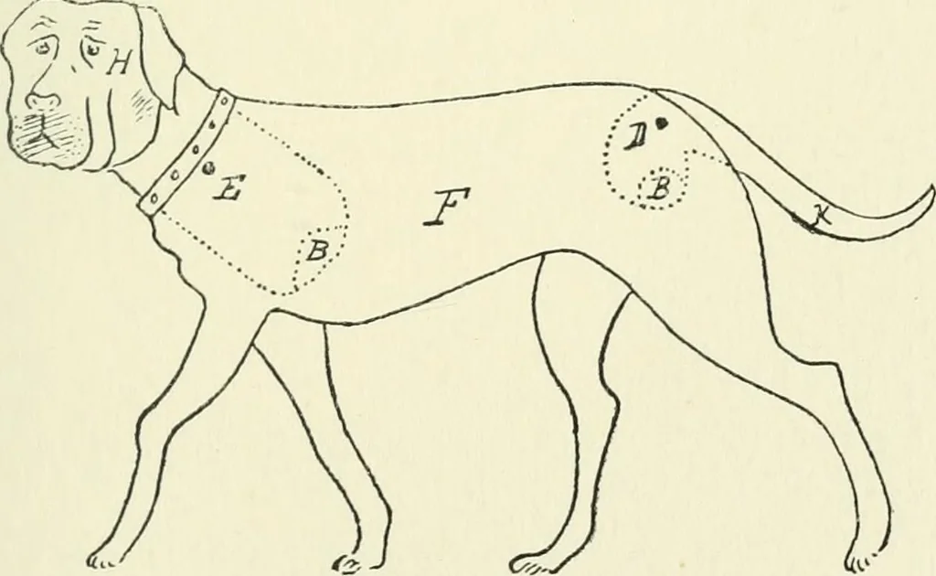 An illustration from Toy-making in school and home, 1916, leaf 280