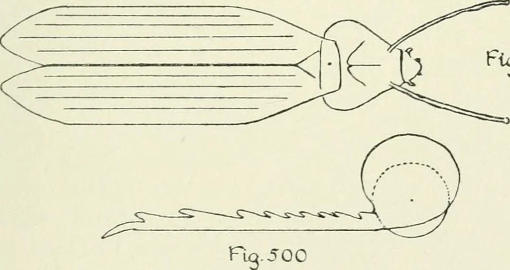 An illustration from Toy-making in school and home, 1916, leaf 298