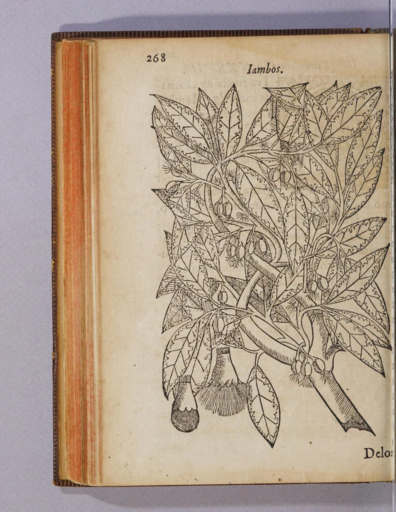 An illustration from Tractado delas drogas, y medicinas de las Indias Orientales, 1578, leaf 298