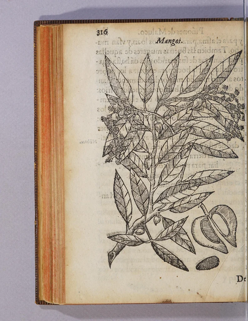 An illustration from Tractado delas drogas, y medicinas de las Indias Orientales, 1578, leaf 346