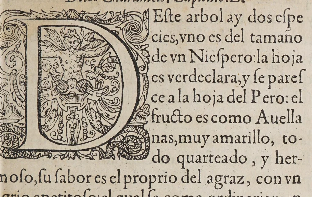 An illustration from Tractado delas drogas, y medicinas de las Indias Orientales, 1578, leaf 351
