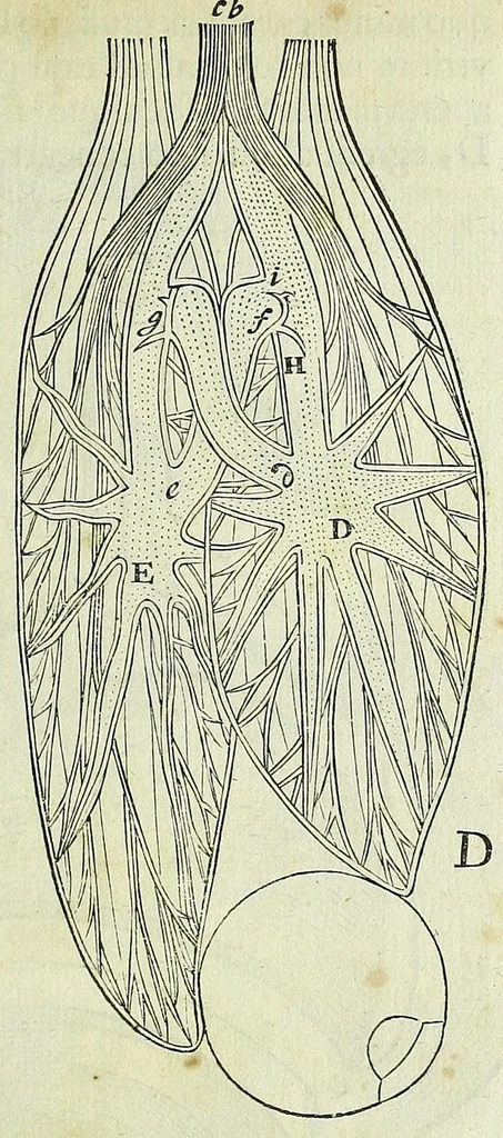 An illustration from Tractatus de homine et de formatione foetus /, 1677, leaf 127