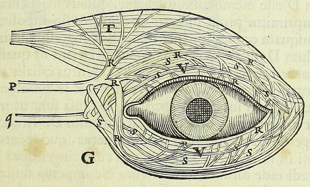 An illustration from Tractatus de homine et de formatione foetus /, 1677, leaf 135