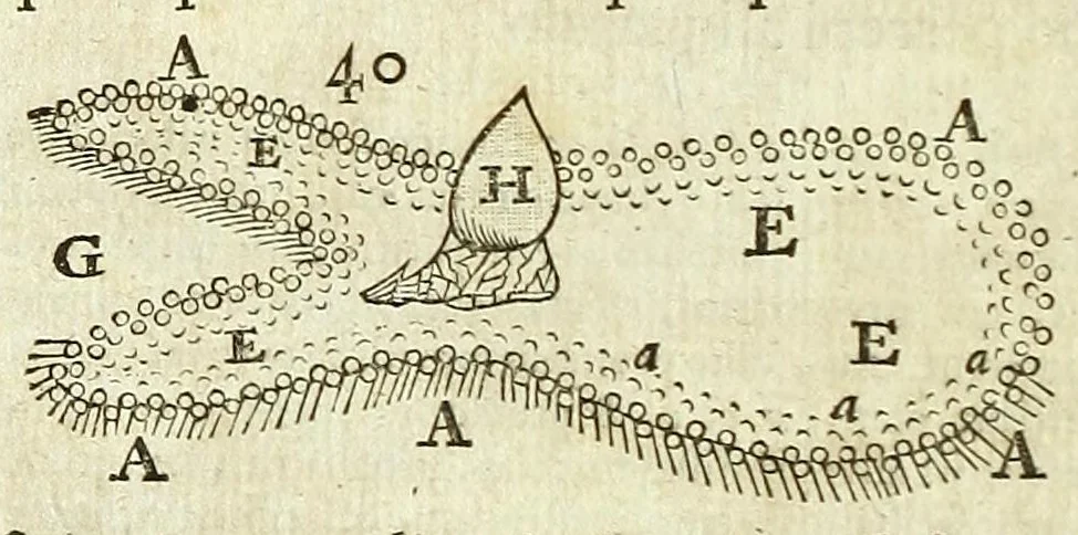 An illustration from Tractatus de homine et de formatione foetus /, 1677, leaf 218