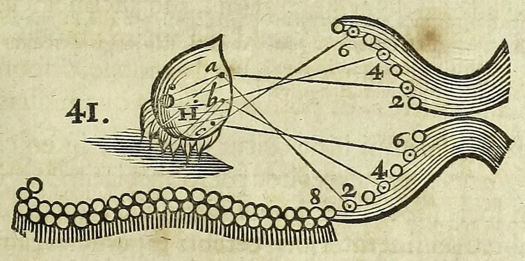 An illustration from Tractatus de homine et de formatione foetus /, 1677, leaf 219