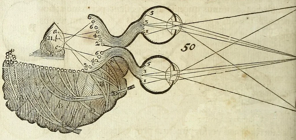 An illustration from Tractatus de homine et de formatione foetus /, 1677, leaf 236