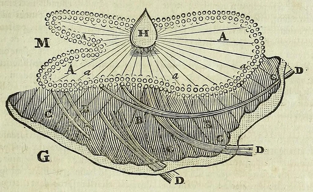 An illustration from Tractatus de homine et de formatione foetus /, 1677, leaf 239
