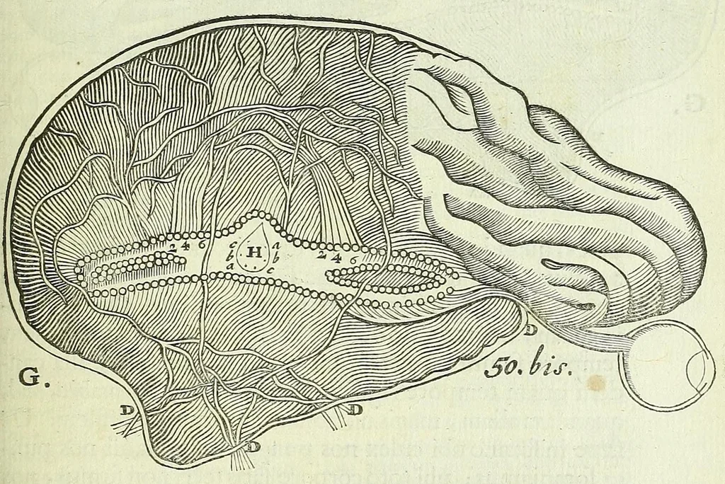 An illustration from Tractatus de homine et de formatione foetus /, 1677, leaf 263
