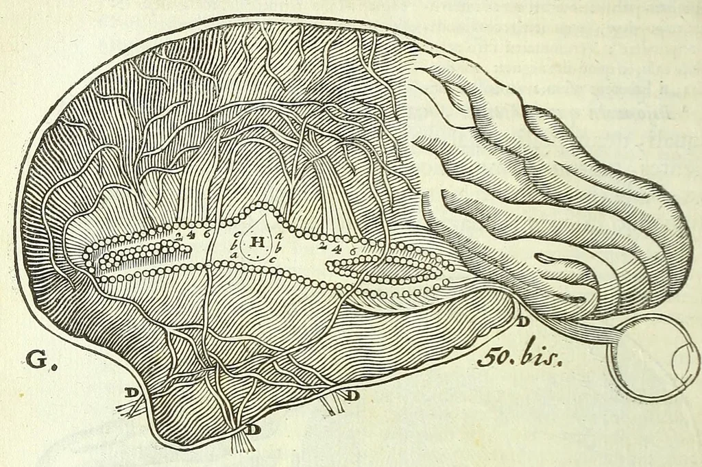 An illustration from Tractatus de homine et de formatione foetus /, 1677, leaf 264
