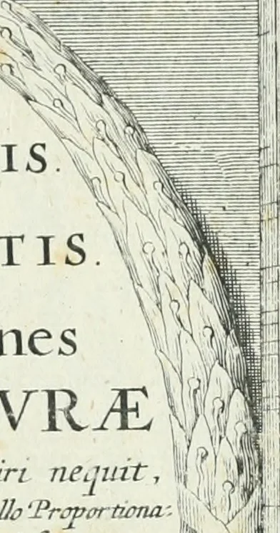 An illustration from Tractatus de stylometris, sive, Instrumentis quibus quinque ordines architecturae methodo quâ facilior inveniri nequit ..., 1662, leaf 4