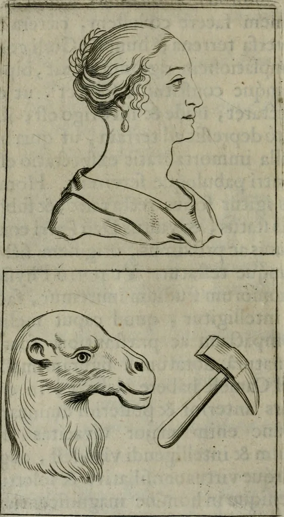 An illustration from Tractatus physiologicus de pulchritudine : juxta ea quae de sponsa in canticis canticorum mysticè pronunciantur, 1662, leaf 17