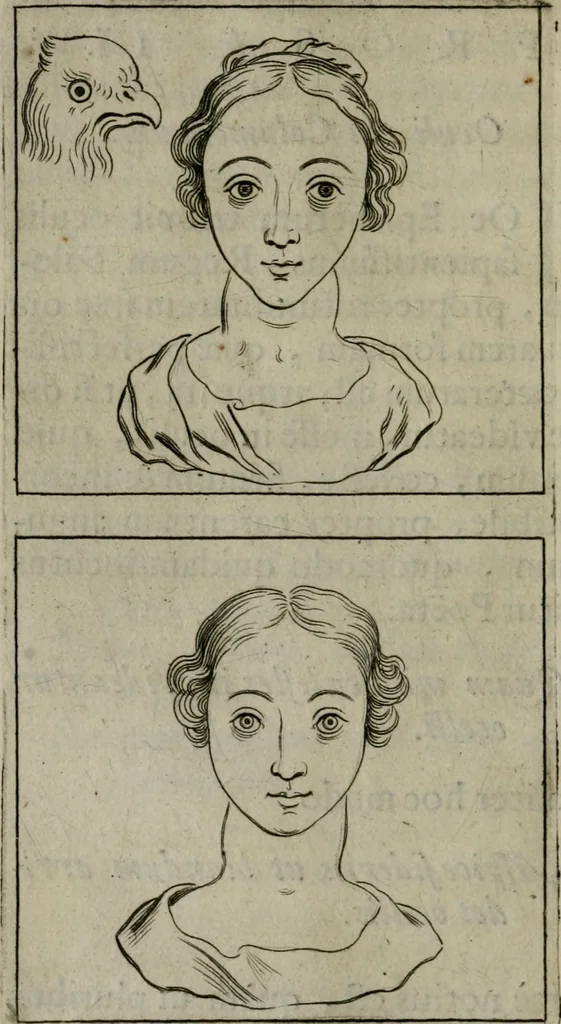An illustration from Tractatus physiologicus de pulchritudine : juxta ea quae de sponsa in canticis canticorum mysticè pronunciantur, 1662, leaf 21