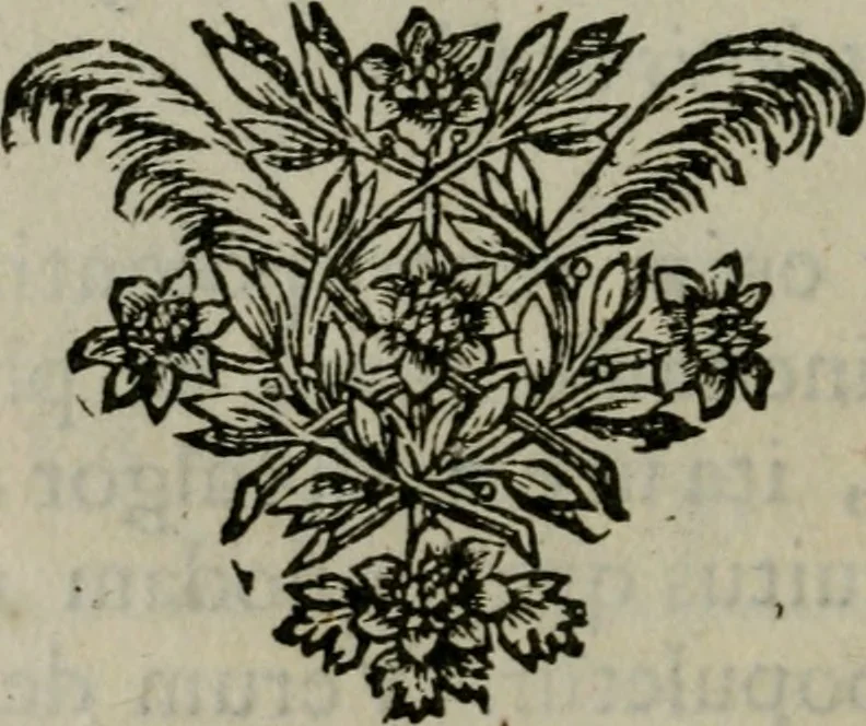 An illustration from Tractatus physiologicus de pulchritudine : juxta ea quae de sponsa in canticis canticorum mysticè pronunciantur, 1662, leaf 25