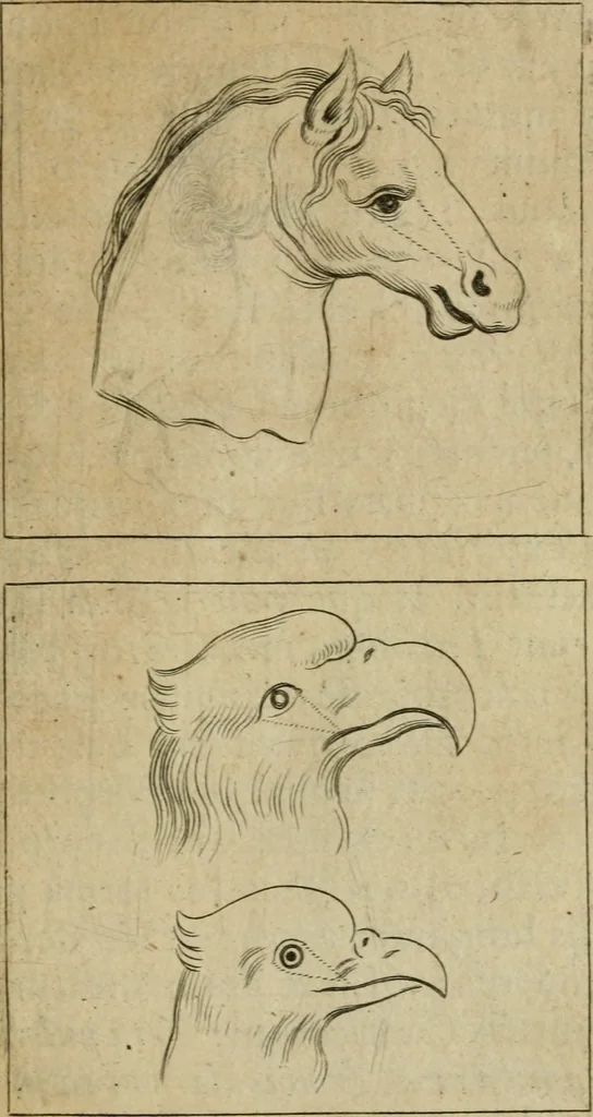 An illustration from Tractatus physiologicus de pulchritudine : juxta ea quae de sponsa in canticis canticorum mysticè pronunciantur, 1662, leaf 34