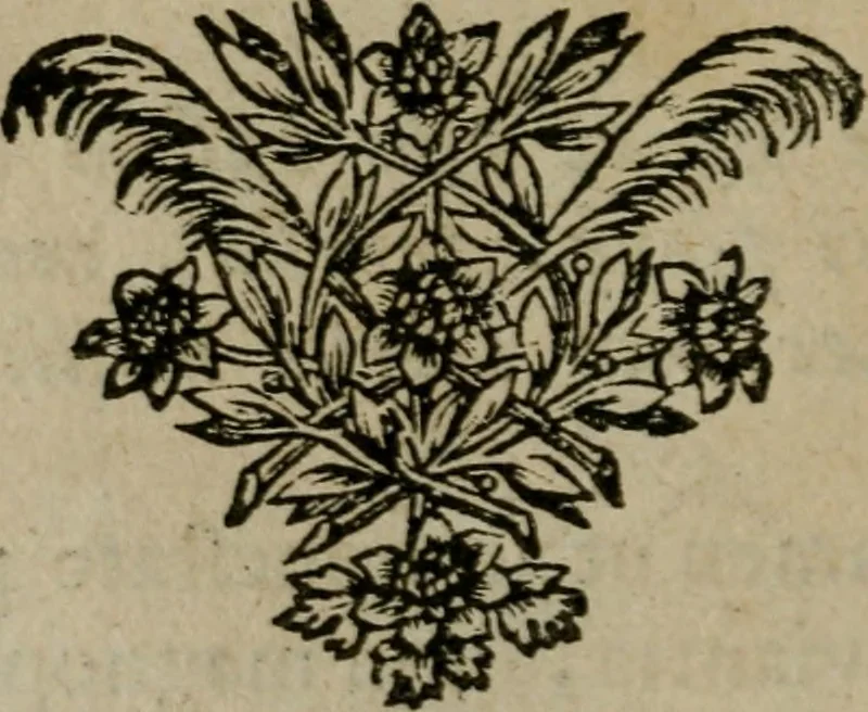 An illustration from Tractatus physiologicus de pulchritudine : juxta ea quae de sponsa in canticis canticorum mysticè pronunciantur, 1662, leaf 45