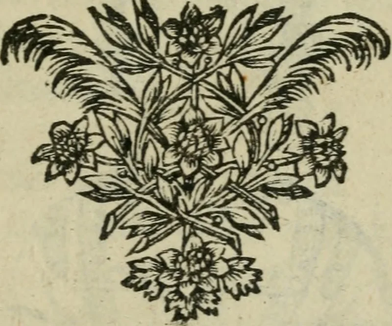 An illustration from Tractatus physiologicus de pulchritudine : juxta ea quae de sponsa in canticis canticorum mysticè pronunciantur, 1662, leaf 58