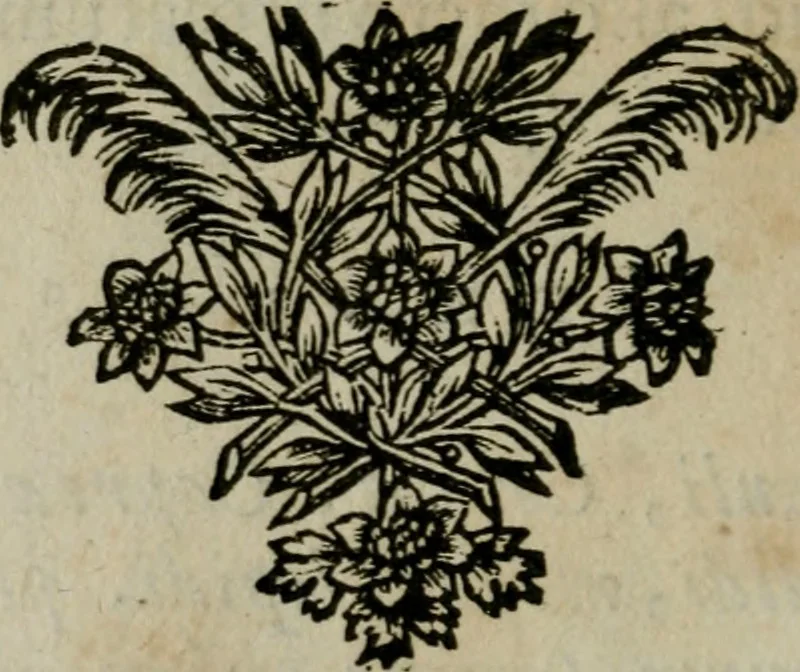 An illustration from Tractatus physiologicus de pulchritudine : juxta ea quae de sponsa in canticis canticorum mysticè pronunciantur, 1662, leaf 65
