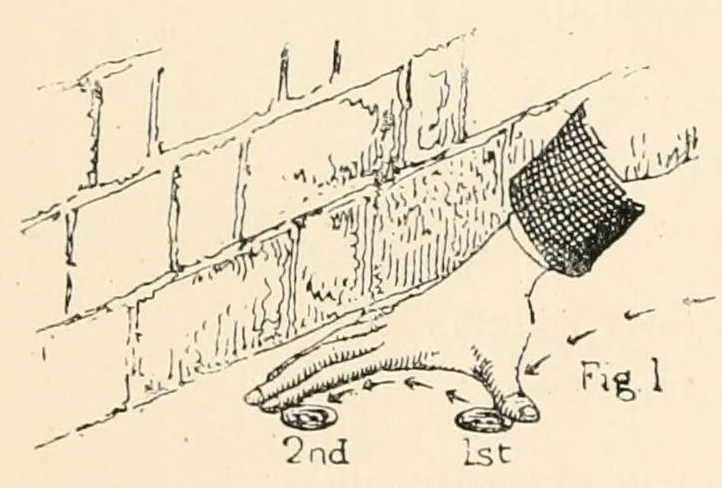 An illustration from The traditional games of England, Scotland, and Ireland : with tunes, singing-rhymes, and methods of playing according to the variants extant and recorded in different parts of the Kingdom, 1894, leaf 43