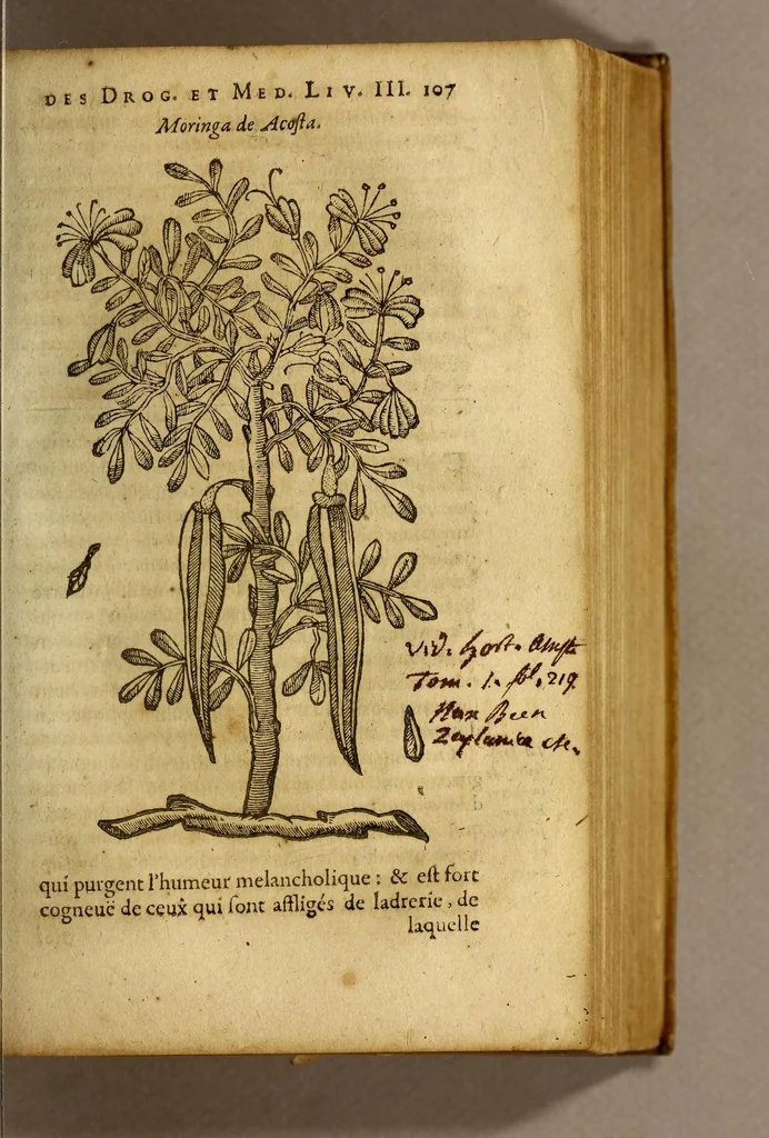 An illustration from Traicté de Christophle de la Coste medecin et chirurgien. des drogues & medicamens qui naissent aux Indes. : seruant beaucoup pour l'esclaircissement & intelligence de ce que Garcie du Iardin a escrit sur ce subject., 1619, leaf 109
