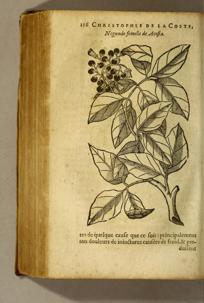 An illustration from Traicté de Christophle de la Coste medecin et chirurgien. des drogues & medicamens qui naissent aux Indes. : seruant beaucoup pour l'esclaircissement & intelligence de ce que Garcie du Iardin a escrit sur ce subject., 1619, leaf 118