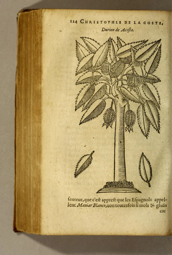 An illustration from Traicté de Christophle de la Coste medecin et chirurgien. des drogues & medicamens qui naissent aux Indes. : seruant beaucoup pour l'esclaircissement & intelligence de ce que Garcie du Iardin a escrit sur ce subject., 1619, leaf 126
