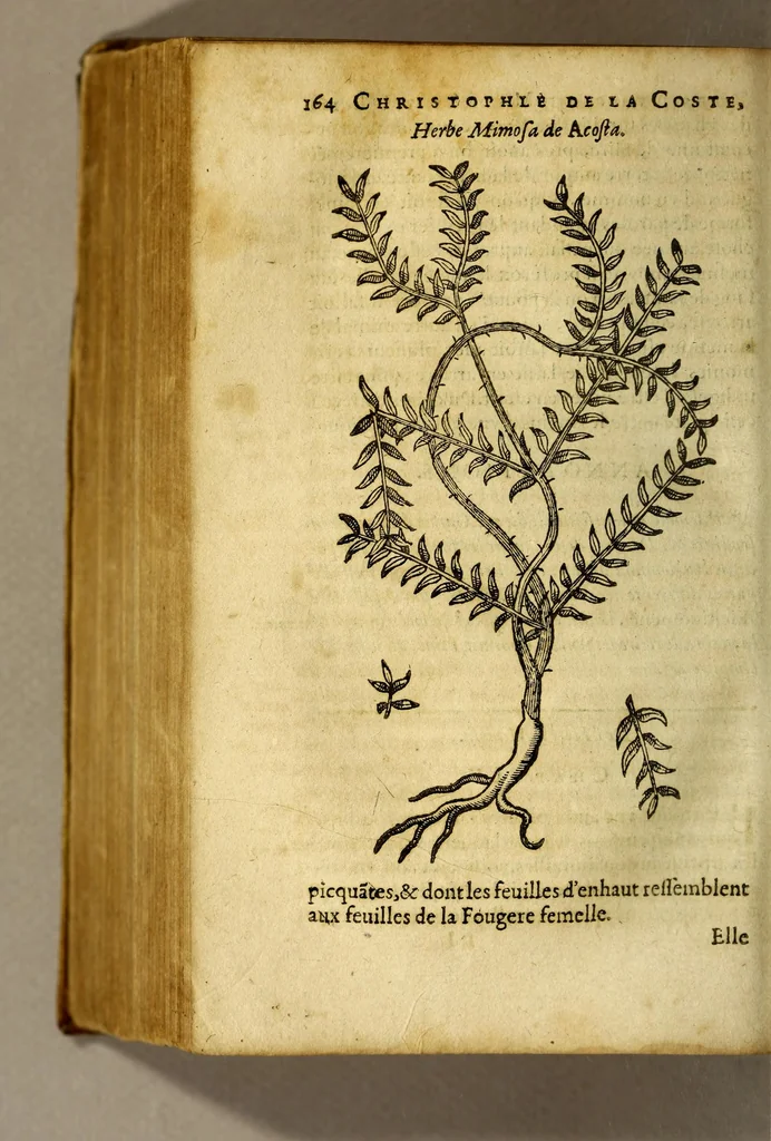 An illustration from Traicté de Christophle de la Coste medecin et chirurgien. des drogues & medicamens qui naissent aux Indes. : seruant beaucoup pour l'esclaircissement & intelligence de ce que Garcie du Iardin a escrit sur ce subject., 1619, leaf 166