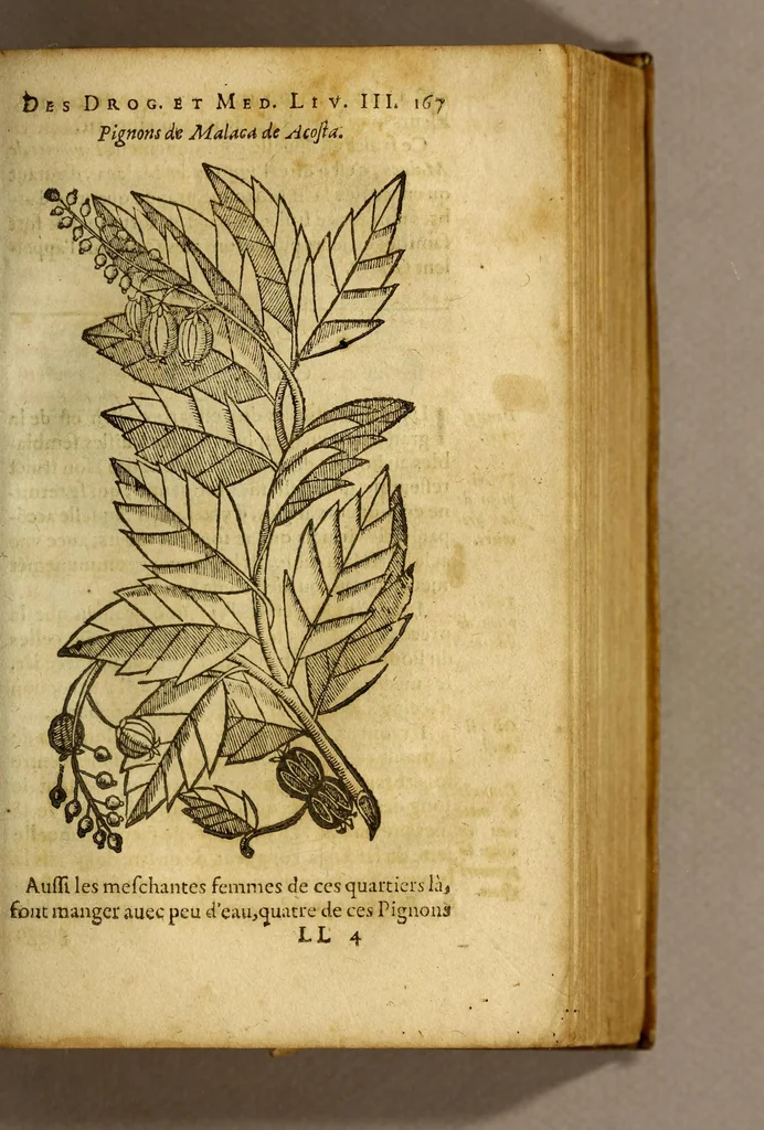 An illustration from Traicté de Christophle de la Coste medecin et chirurgien. des drogues & medicamens qui naissent aux Indes. : seruant beaucoup pour l'esclaircissement & intelligence de ce que Garcie du Iardin a escrit sur ce subject., 1619, leaf 169