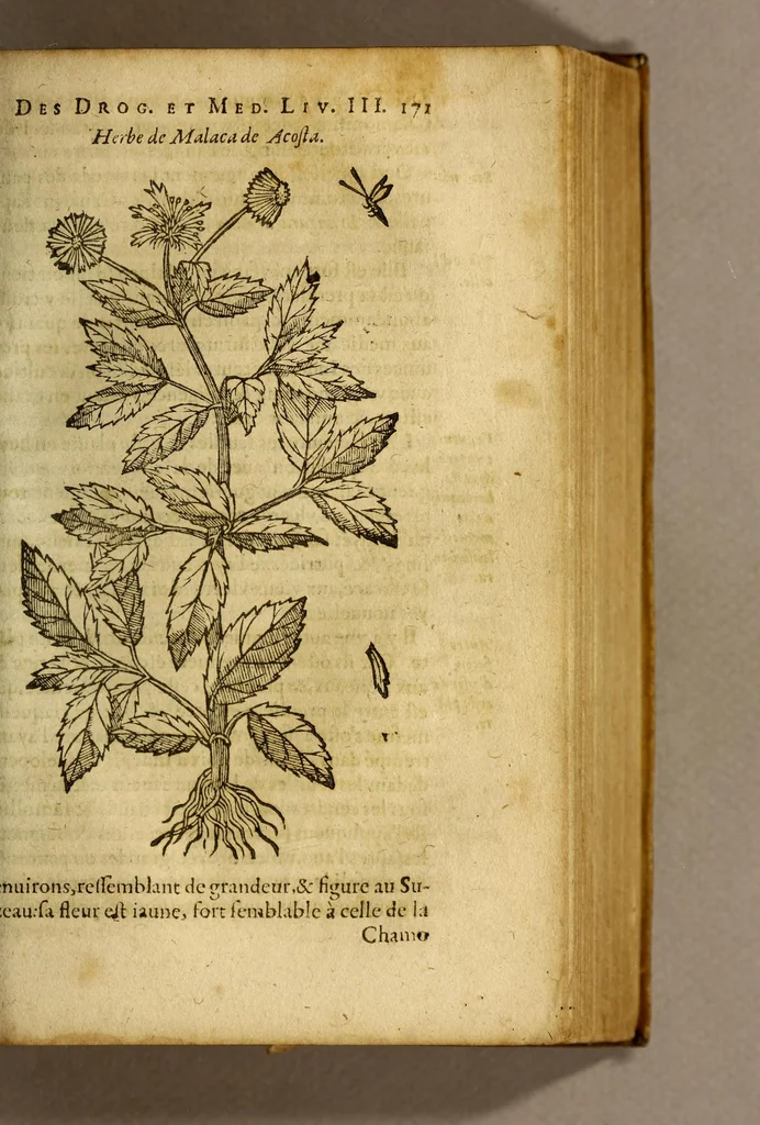 An illustration from Traicté de Christophle de la Coste medecin et chirurgien. des drogues & medicamens qui naissent aux Indes. : seruant beaucoup pour l'esclaircissement & intelligence de ce que Garcie du Iardin a escrit sur ce subject., 1619, leaf 173