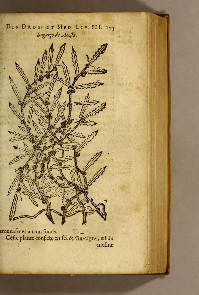 An illustration from Traicté de Christophle de la Coste medecin et chirurgien. des drogues & medicamens qui naissent aux Indes. : seruant beaucoup pour l'esclaircissement & intelligence de ce que Garcie du Iardin a escrit sur ce subject., 1619, leaf 177