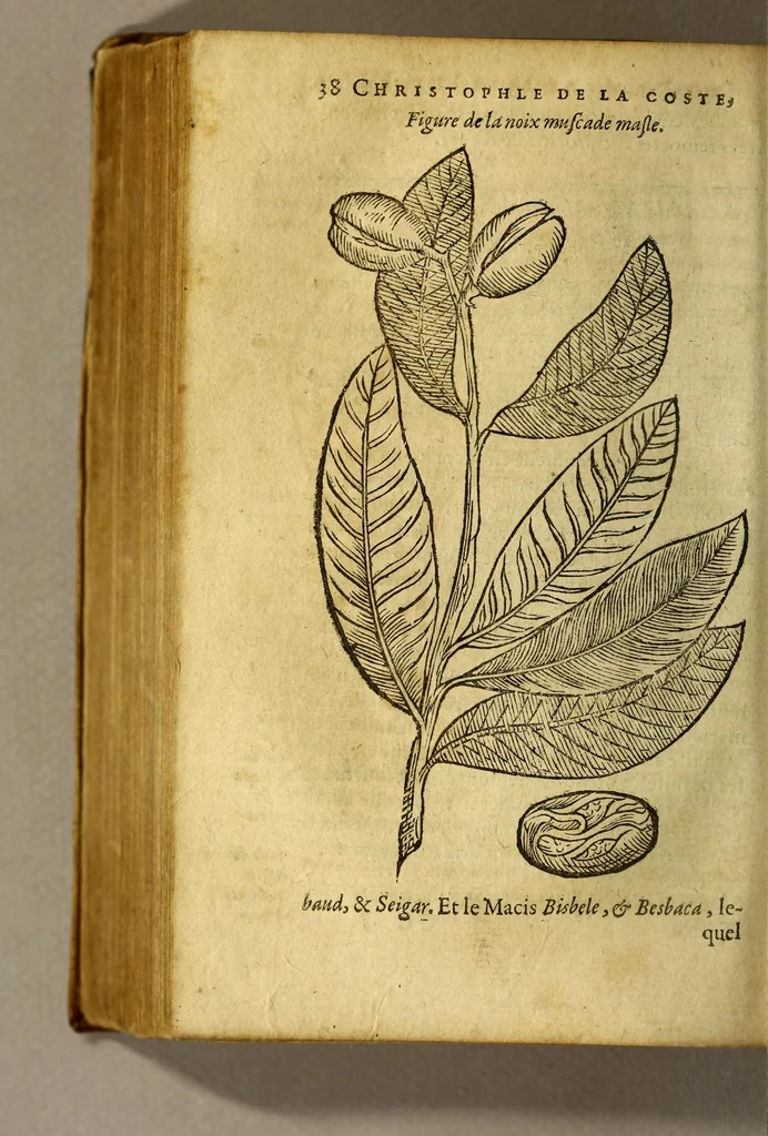 An illustration from Traicté de Christophle de la Coste medecin et chirurgien. des drogues & medicamens qui naissent aux Indes. : seruant beaucoup pour l'esclaircissement & intelligence de ce que Garcie du Iardin a escrit sur ce subject., 1619, leaf 40