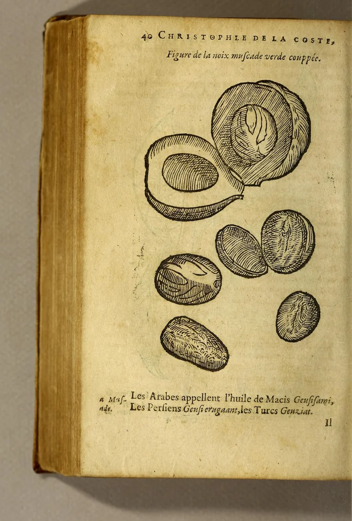 An illustration from Traicté de Christophle de la Coste medecin et chirurgien. des drogues & medicamens qui naissent aux Indes. : seruant beaucoup pour l'esclaircissement & intelligence de ce que Garcie du Iardin a escrit sur ce subject., 1619, leaf 42