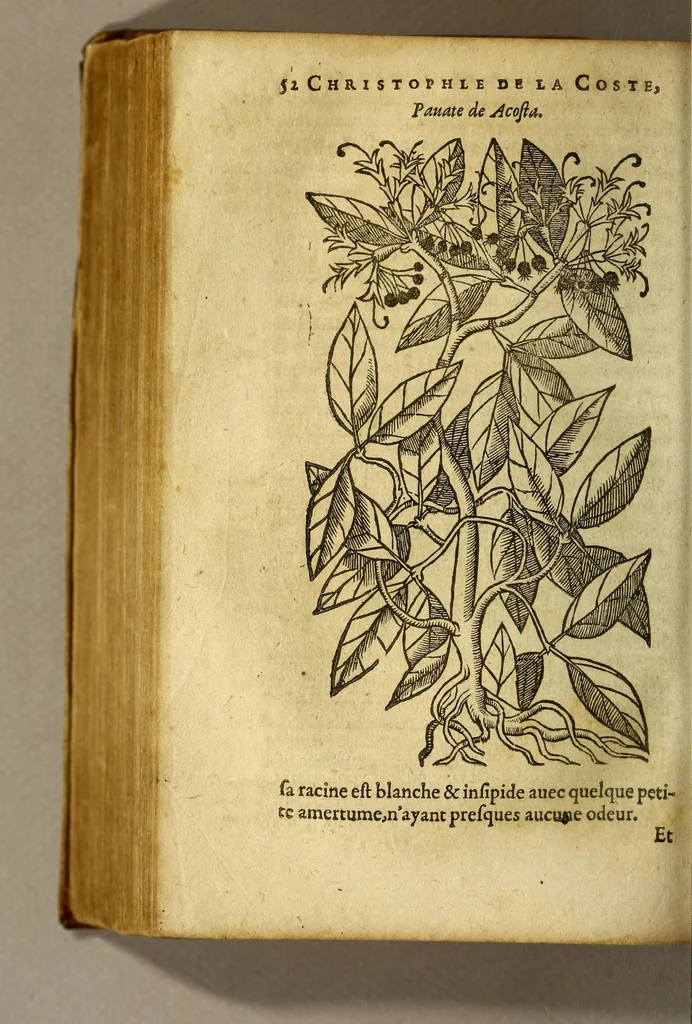 An illustration from Traicté de Christophle de la Coste medecin et chirurgien. des drogues & medicamens qui naissent aux Indes. : seruant beaucoup pour l'esclaircissement & intelligence de ce que Garcie du Iardin a escrit sur ce subject., 1619, leaf 54