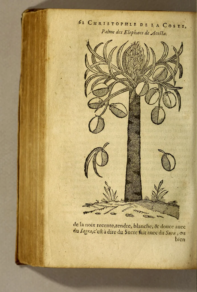 An illustration from Traicté de Christophle de la Coste medecin et chirurgien. des drogues & medicamens qui naissent aux Indes. : seruant beaucoup pour l'esclaircissement & intelligence de ce que Garcie du Iardin a escrit sur ce subject., 1619, leaf 64