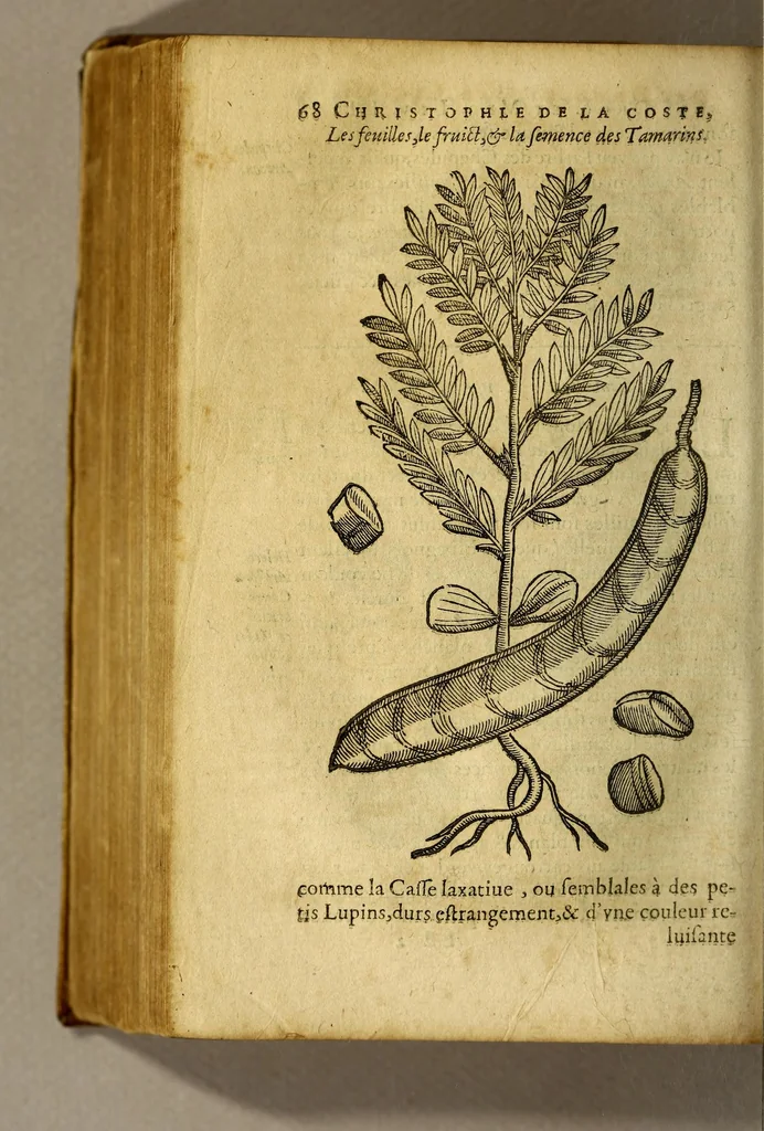 An illustration from Traicté de Christophle de la Coste medecin et chirurgien. des drogues & medicamens qui naissent aux Indes. : seruant beaucoup pour l'esclaircissement & intelligence de ce que Garcie du Iardin a escrit sur ce subject., 1619, leaf 70