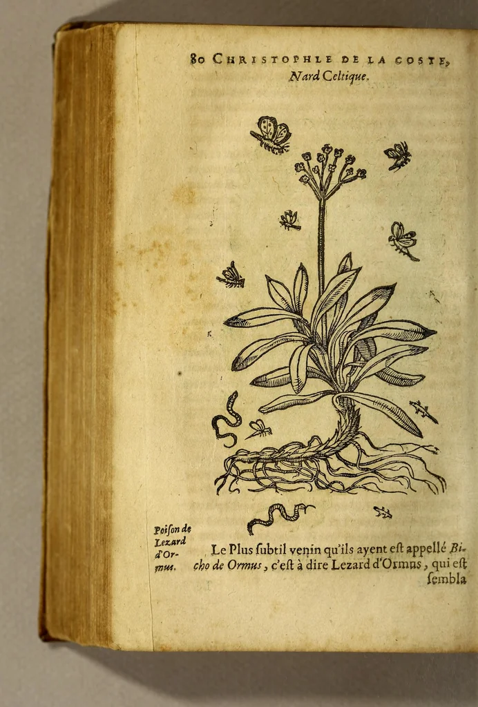 An illustration from Traicté de Christophle de la Coste medecin et chirurgien. des drogues & medicamens qui naissent aux Indes. : seruant beaucoup pour l'esclaircissement & intelligence de ce que Garcie du Iardin a escrit sur ce subject., 1619, leaf 82