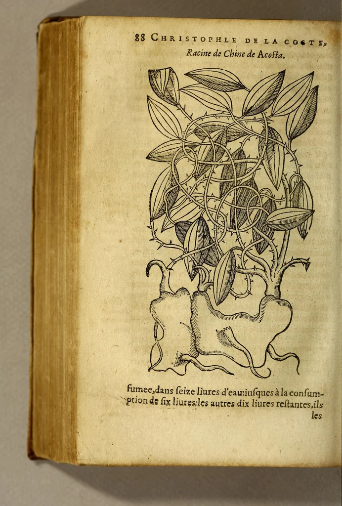 An illustration from Traicté de Christophle de la Coste medecin et chirurgien. des drogues & medicamens qui naissent aux Indes. : seruant beaucoup pour l'esclaircissement & intelligence de ce que Garcie du Iardin a escrit sur ce subject., 1619, leaf 90