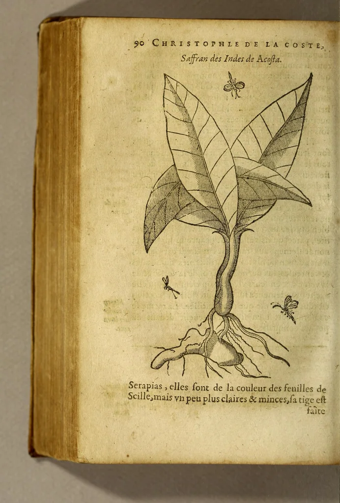An illustration from Traicté de Christophle de la Coste medecin et chirurgien. des drogues & medicamens qui naissent aux Indes. : seruant beaucoup pour l'esclaircissement & intelligence de ce que Garcie du Iardin a escrit sur ce subject., 1619, leaf 92