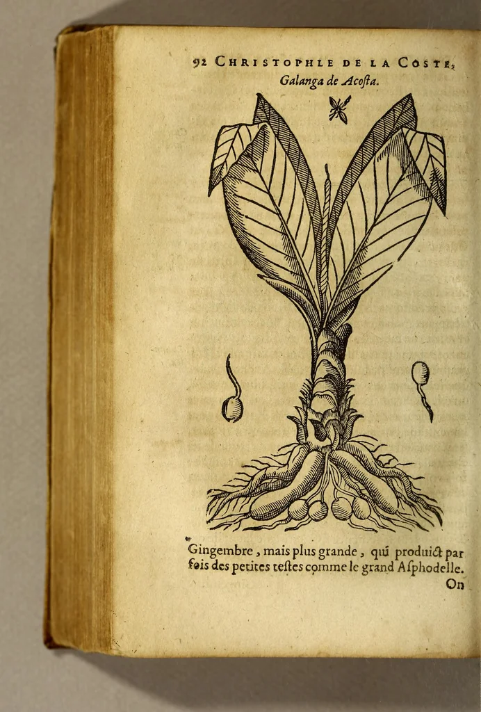 An illustration from Traicté de Christophle de la Coste medecin et chirurgien. des drogues & medicamens qui naissent aux Indes. : seruant beaucoup pour l'esclaircissement & intelligence de ce que Garcie du Iardin a escrit sur ce subject., 1619, leaf 94