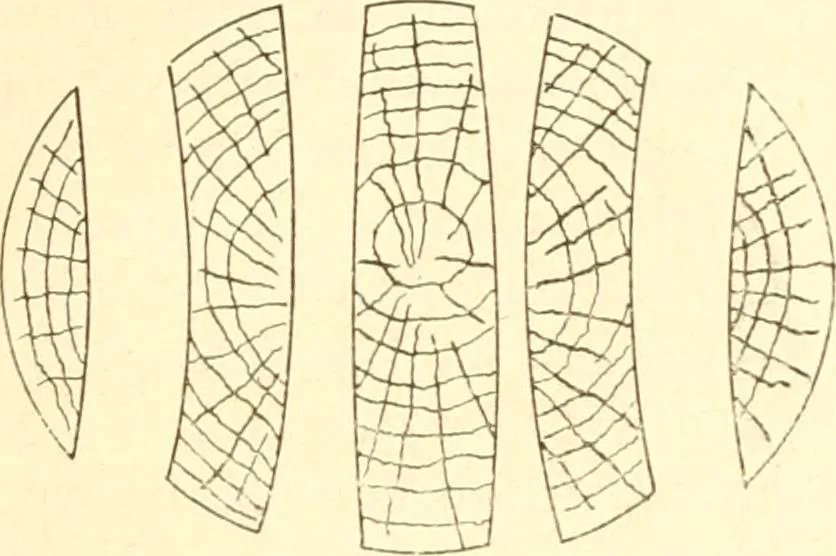 An illustration from Training in wood-work, designed for use in manual training and technical school; consisting of three parts: carpentry, wood-turning and pattern work, 1902, leaf 88