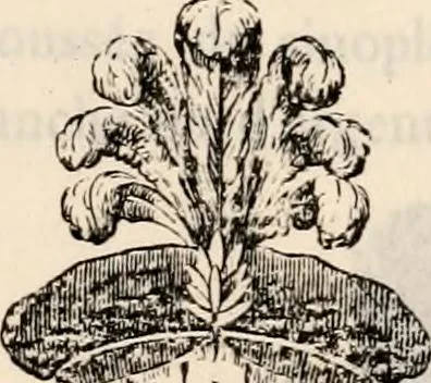 An illustration from Traité complet de la science du blason : à l'usage des bibliophiles, archéologues, amateurs d'objets d'art et de curiosité, numismates, archivistes, artistes, etc., 1880, leaf 388