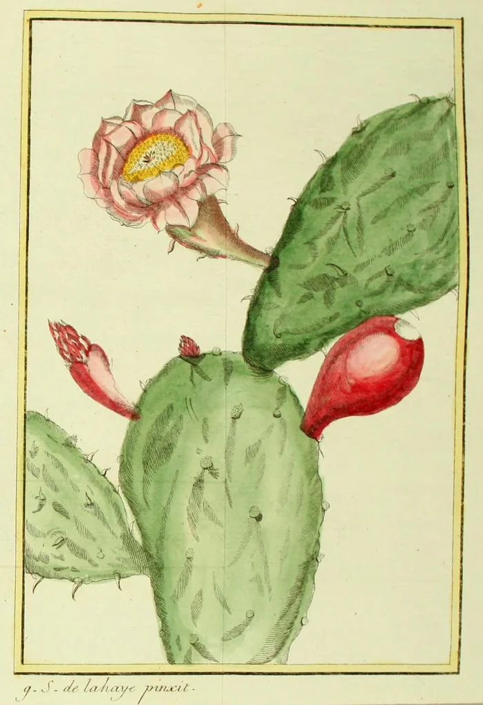 An illustration from Traité de la culture du nopal, et de l'éducation de la cochenille dans les colonies françaises de l'Amérique; précédé d'un Voyage a Guaxaca,, 1787, leaf 285